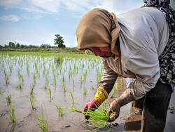 فیلم/ نشای برنج در شالیزارهای آستانه اشرفیه