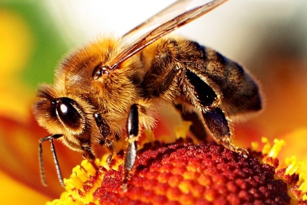 زنبورها قادر به حس میدان الکتریکی در گل‌ها هستند