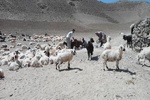 پرداخت ۶۰ رأس دام به عنوان زکات توسط عشایر زیرکوه