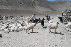 ۳۴ درصد محصولات دامی خراسان جنوبی توسط عشایر تولید می‌شود