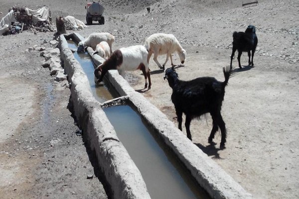 ورود مافیای دام به خراسان جنوبی/دستور وزیر جهاد هم چاره ساز نشد