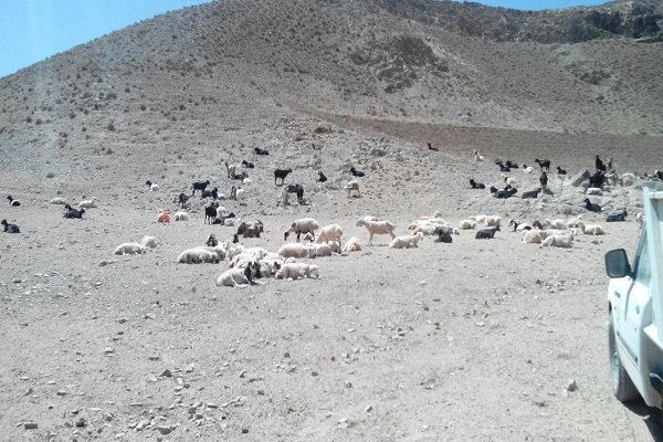 ورود مافیای دام به خراسان جنوبی/دستور وزیر جهاد هم چاره ساز نشد