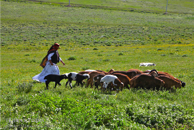 Iranian nomads in Arasbaran