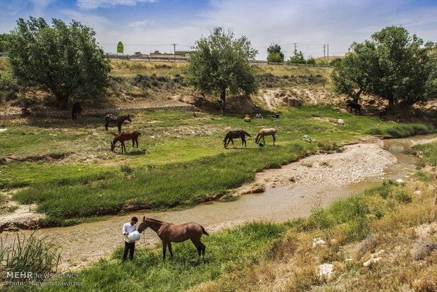 2nd Natl. Festival of Turkmen horse