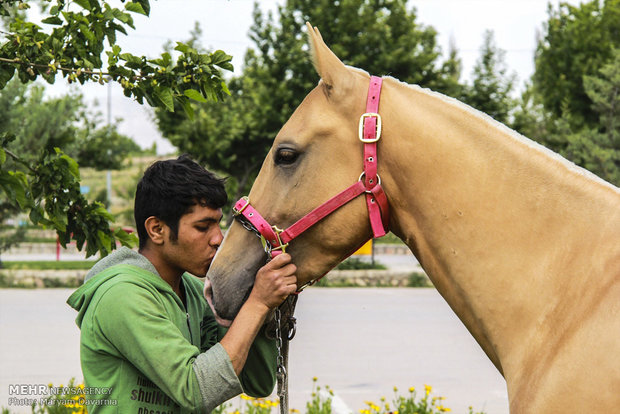 2nd Natl. Festival of Turkmen horse