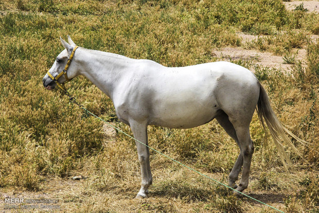 2nd Natl. Festival of Turkmen horse