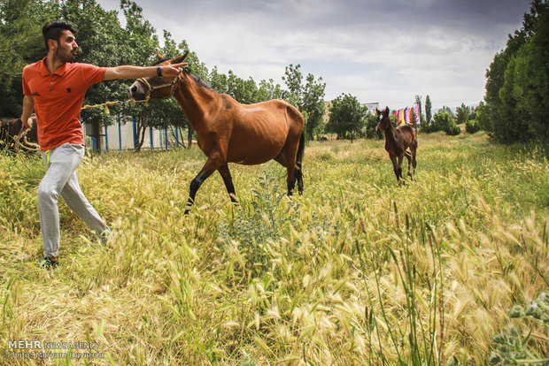 2nd Natl. Festival of Turkmen horse