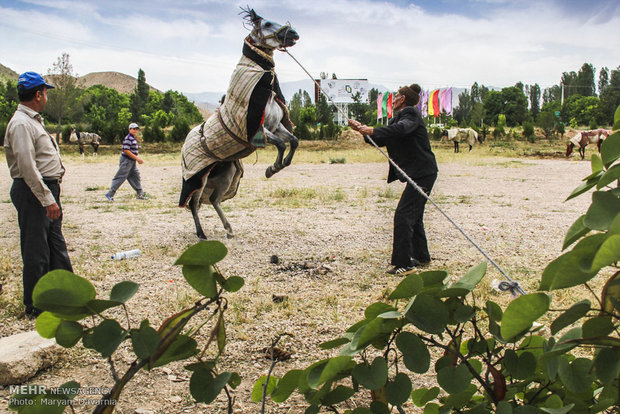 2nd Natl. Festival of Turkmen horse