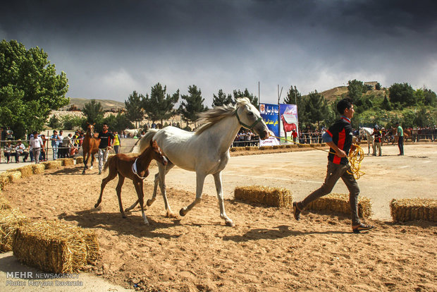 2nd Natl. Festival of Turkmen horse