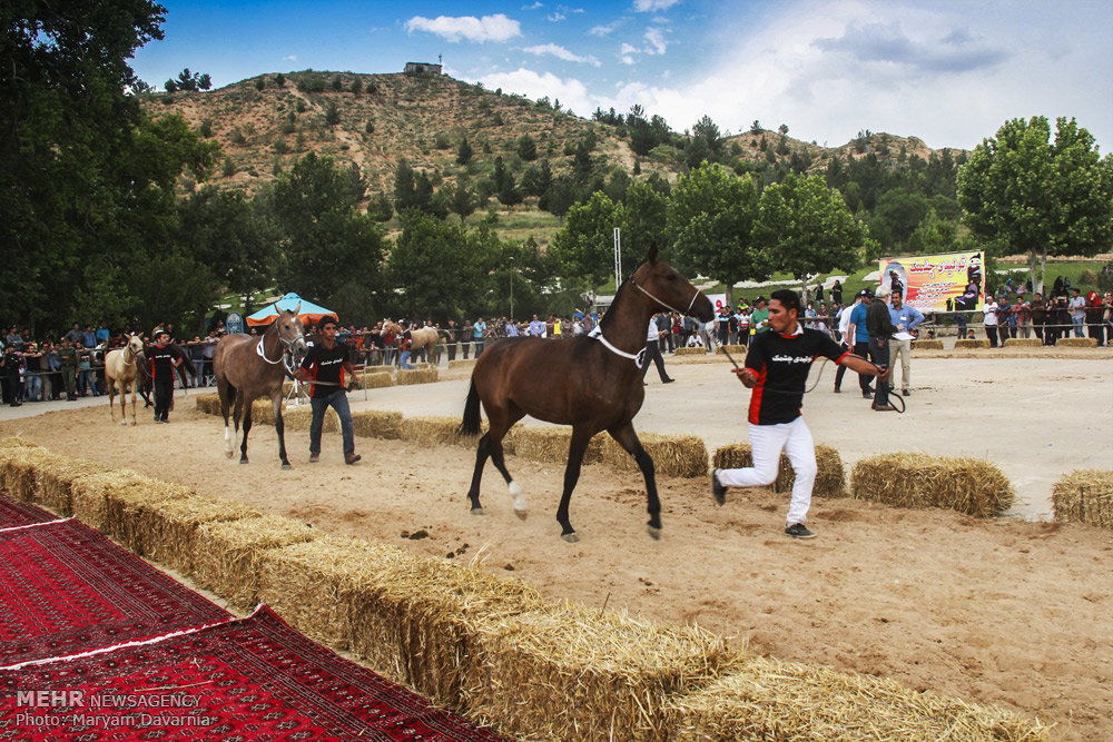 Mehr News Agency - 2nd National Turkmen Horse Festival