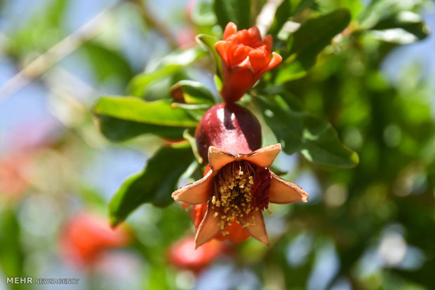 Pomegranate blossoms