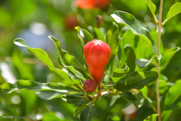 Pomegranate blossoms