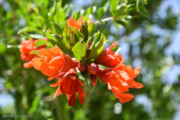 Pomegranate blossoms