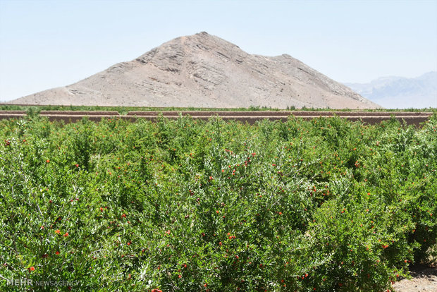 Pomegranate blossoms