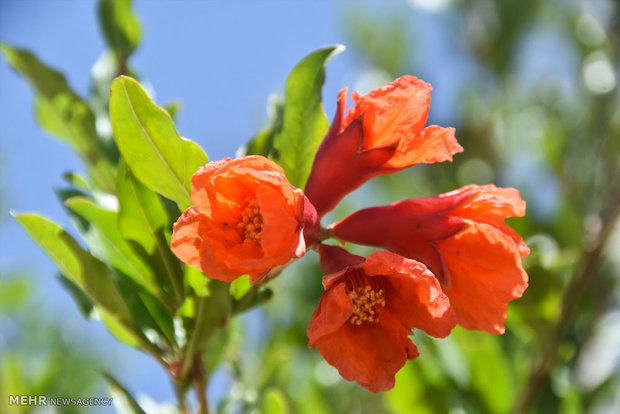 Pomegranate blossoms