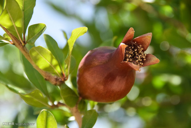 Pomegranate blossoms