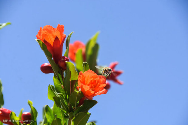 Pomegranate blossoms