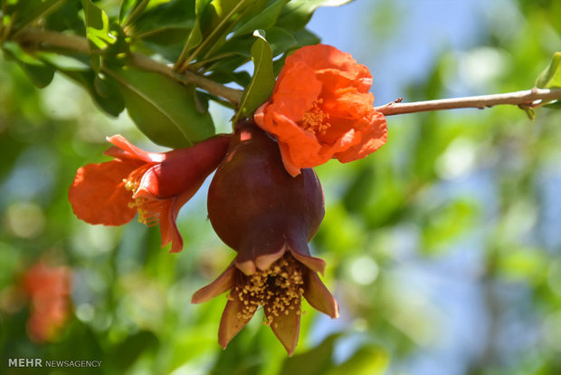 Pomegranate blossoms