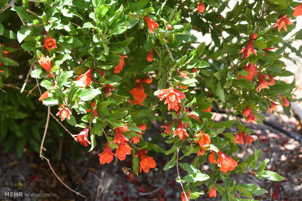 Pomegranate blossoms