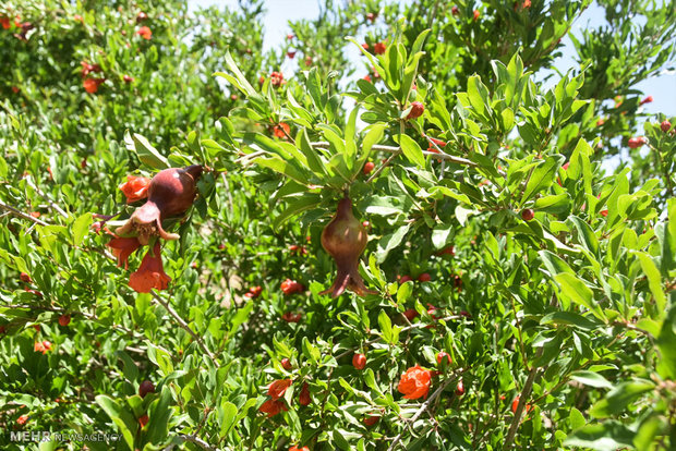 Pomegranate blossoms