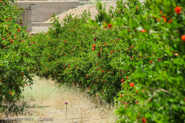 Pomegranate blossoms