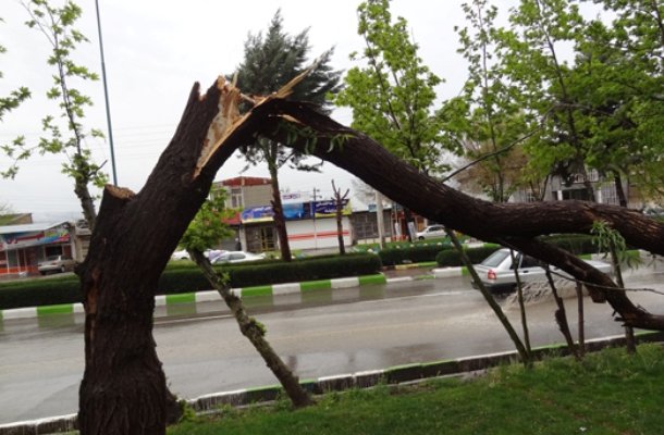 Iranian app predicts damages to trees