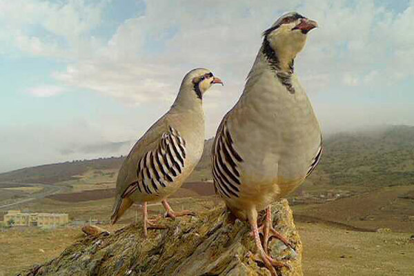 İran'da yaşayan hazar kekliği İran'da yaşayan hazar kekliği