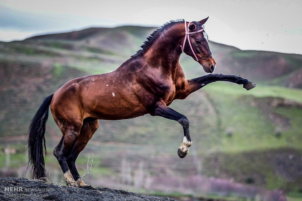 Mehr News Agency Turkmen Horse Iran s National Heritage mehr-news-agency-turkmen-horse-iran-s-national-heritage