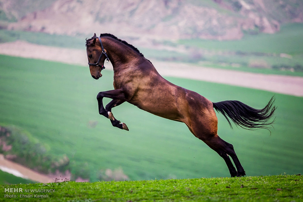 Mehr News Agency Turkmen Horse Iran s National Heritage mehr-news-agency-turkmen-horse-iran-s-national-heritage