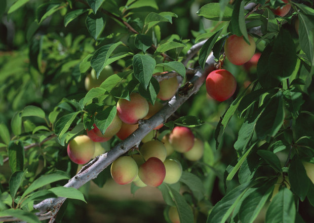 کرمانشاه قطب کشاورزی غرب کشور؛ رشد تولید محصولات زراعی و دامی