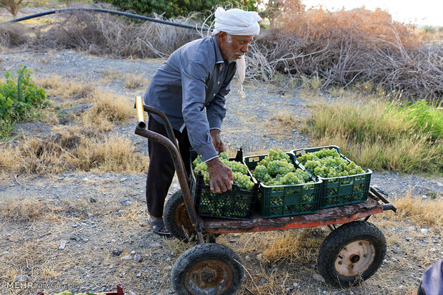 برداشت انگور در هشت بندی