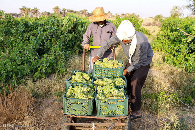 Fresh grapes harvest begins in southern plantations