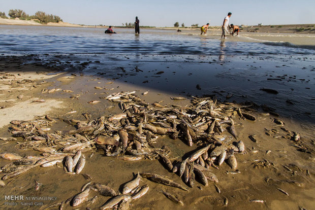 مرگ ماهیان در کیفیت آب سد «یامچی» تأثیر ندارد/استرس عامل مرگ