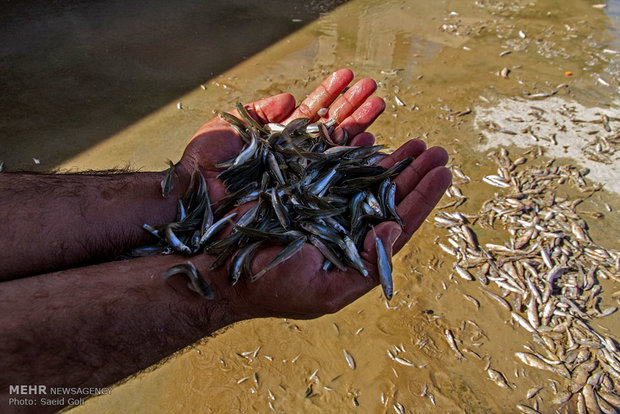 عامل بیماری ماهیان تلف‌شده سد «یامچی» قابل انتقال به انسان نیست