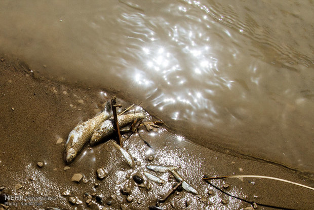 مرگ‌ ماهیان دریاچه شورابیل در اردبیل/ بیماری ویروسی عامل اصلی