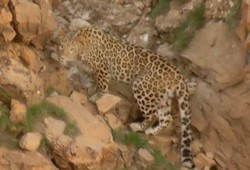 VIDEO: Persian leopard, brown bear spotted at close range