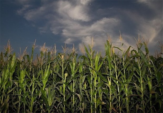 واریز مطالبات ۹۹درصد جوکاران/افزایش حجم معاملات محصولات کشاورزی