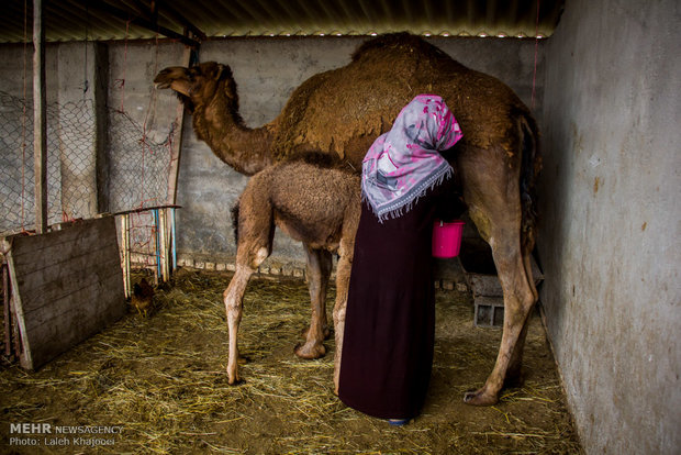 İran’ın Gülistan eyaletindeki etnik gruplar ve kavimler