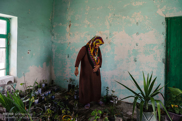 قربان تاج تاتاری 52 ساله به همراه همسر، آنه دردی رجب زاده بخشی از خانه خود واقع در شهر گمش تپه را محل پرورش گیاهان کرده اند.