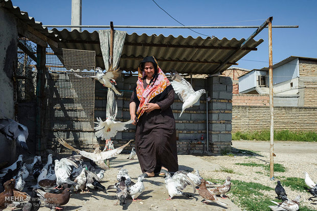 امان تواق، 50 ساله، از بین کبوترهای کنار مغازه اش عبور می کند. وی در روستای خواجه نفس فروشگاه مواد غذایی دارد.