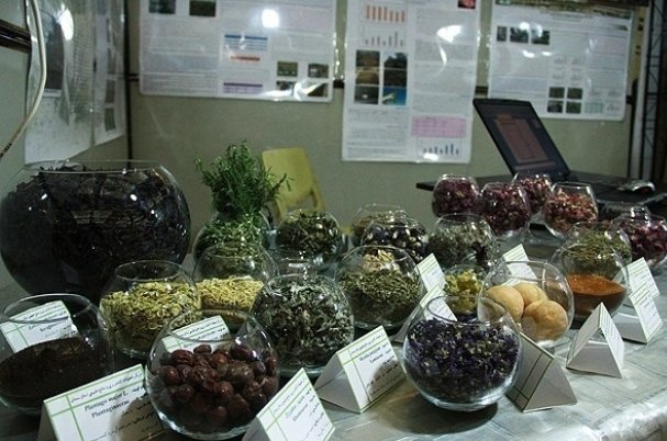 حمایت از تولید بیش از ۱۷۰ محصول فناورانه در صنعت گیاهان دارویی حمایت از تولید بیش از ۱۷۰ محصول فناورانه در صنعت گیاهان دارویی