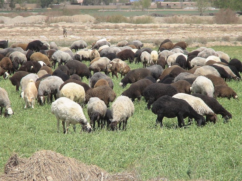 Image result for چرای دام در سطح شهر