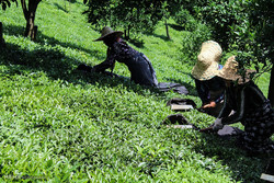 پرداخت ۵۵ درصدی مطالبات چایکاران/تولید بیش از ۲۲ هزار تن چای خشک در کارخانجات شمال کشور