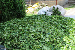 خرید بیش از ۱۴ هزار تن برگ سبز چای از چایکاران شمال/ ۱۳۴ تن چای خشک تولید شد