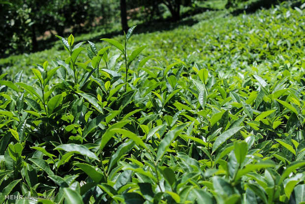  فصل برداشت چای بهاره از باغات چای روستای بازنشین رحیم آباد گیلان