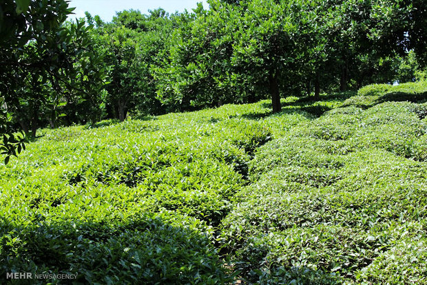  فصل برداشت چای بهاره از باغات چای روستای بازنشین رحیم آباد گیلان