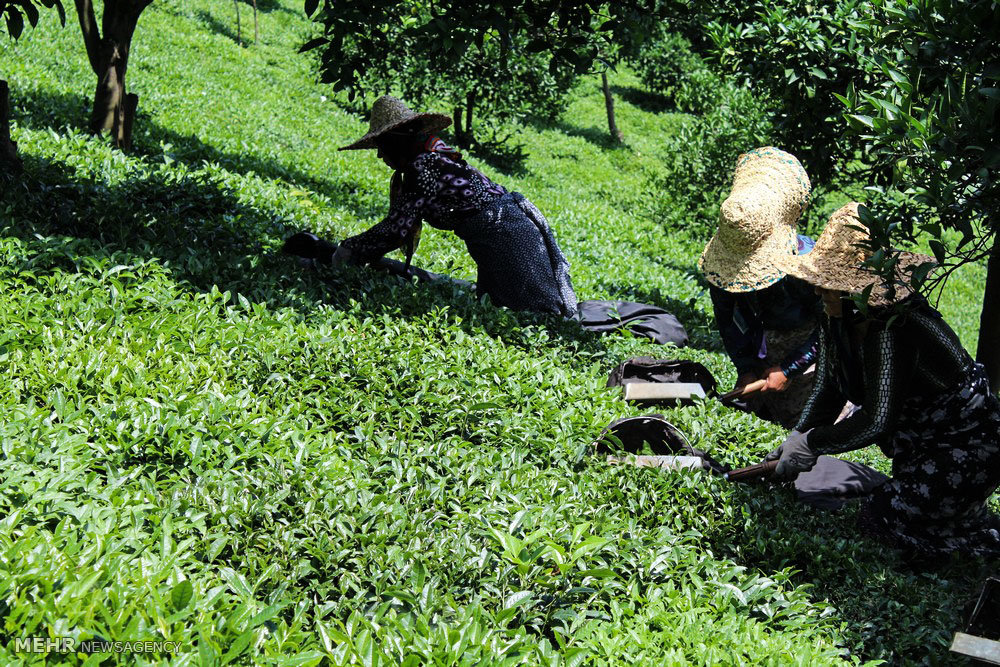 روند کاهشی تغییر کاربری‌ها در باغات چای