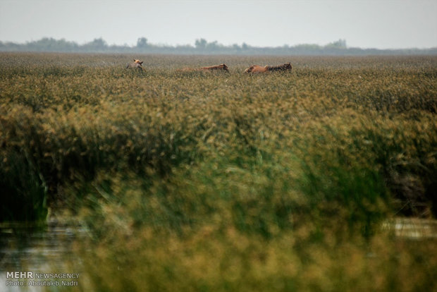 اسب های وحشی جزیره آشوراده در منطقه خشک شده ، حد فاصل جزیره آشوراده و دریا در منطقه کانال چاپقلی