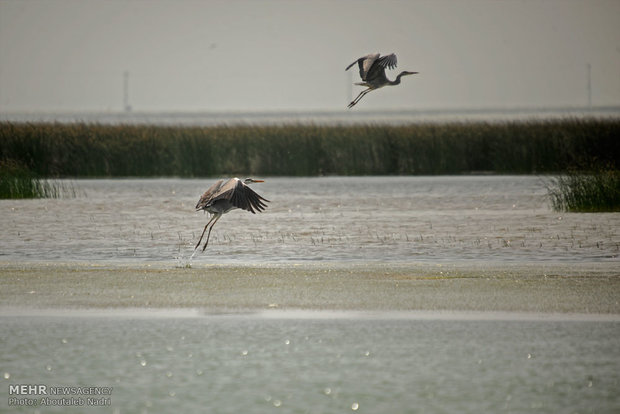حواصیل خاکستری در منطقه خشکی دریا در کانال چاپاقلی در خلیج گرگان
