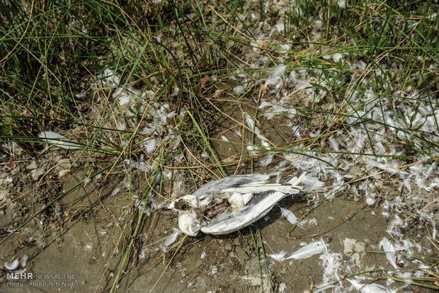 مرگ پرنده دریای بعلت شکار و عدم تامین غذا بعلت خشک شدن بستر دریا در خلیج گرگان